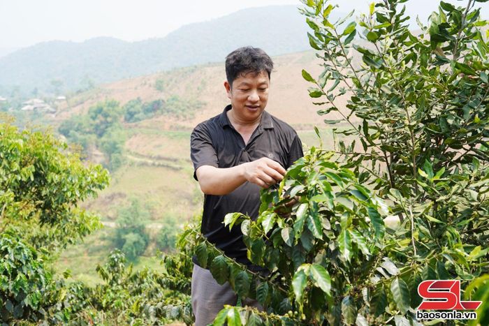 Nhân dân bản Nà La, xã Mường Bám chăm sóc cà phê.