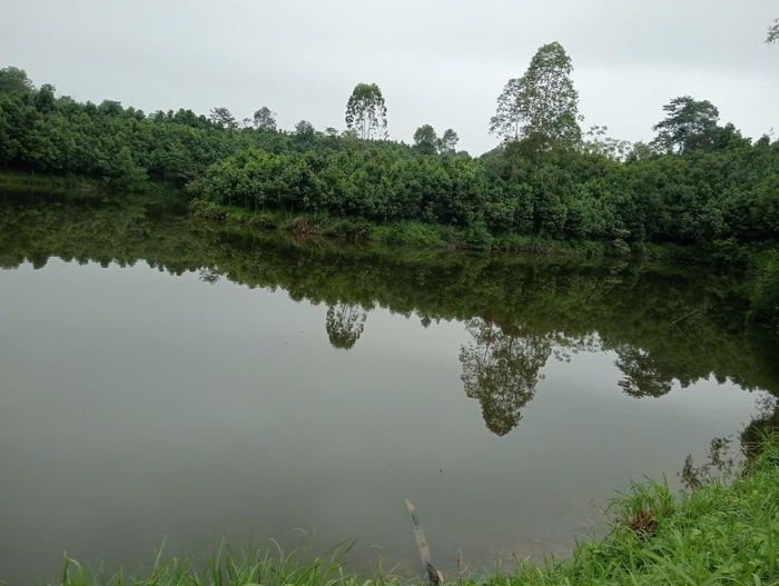 Hồ Đầm Sen đã sạch hơn, không còn tình trạng hôi thối và ô nhiễm.