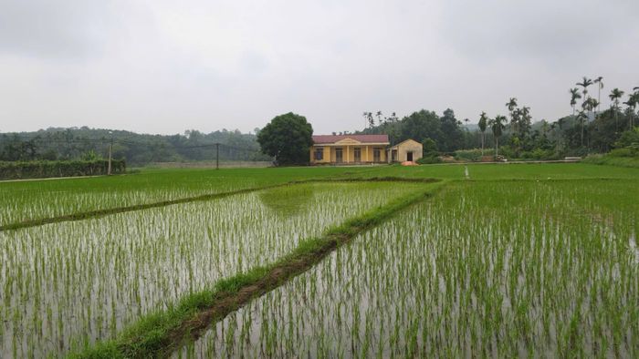 Cánh đồng ruộng lúa của người dân TDP Cống Đá, phường Âu Lâu đã có nước đảm bảo tưới tiêu để phục vụ người dân trong vụ hè thu.