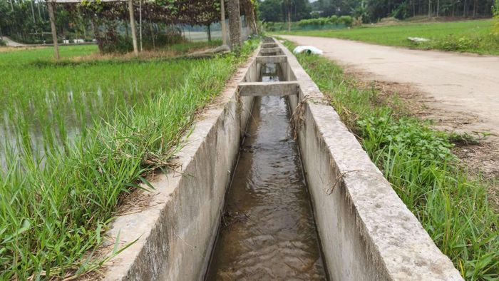 Nước dẫn tới ruộng của người dân TDP Cống Đá, phường Âu Lâu sạch hơn, trong hơn.