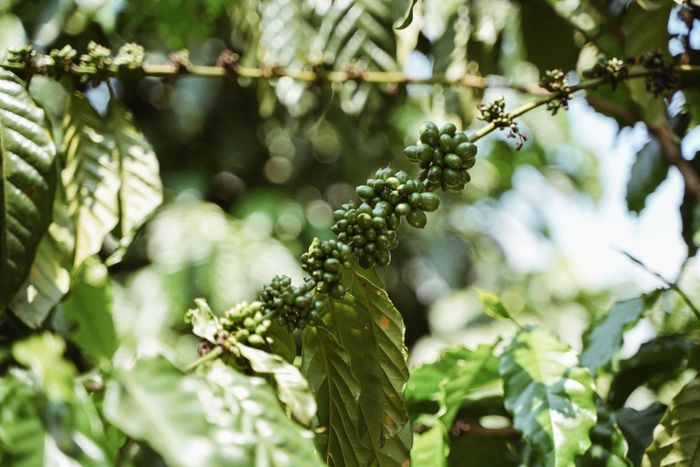 Dự án “Quản lý cảnh quan bền vững toàn diện thông qua cách tiếp cận địa bàn phát triển bền vững không gây mất rừng tại Lâm Đồng” đang góp phần kết nối bảo vệ rừng với phát triển sinh kế bền vững cho người dân địa phương