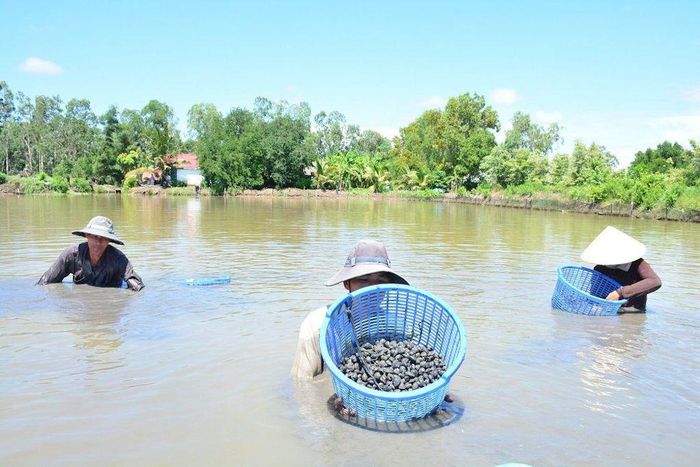 HTX và tổ hợp tác tại Cà Mau đang từng bước chuẩn hóa quy trình nuôi sò huyết, gắn sản xuất với truy xuất nguồn gốc để đáp ứng yêu cầu chỉ dẫn địa lý.