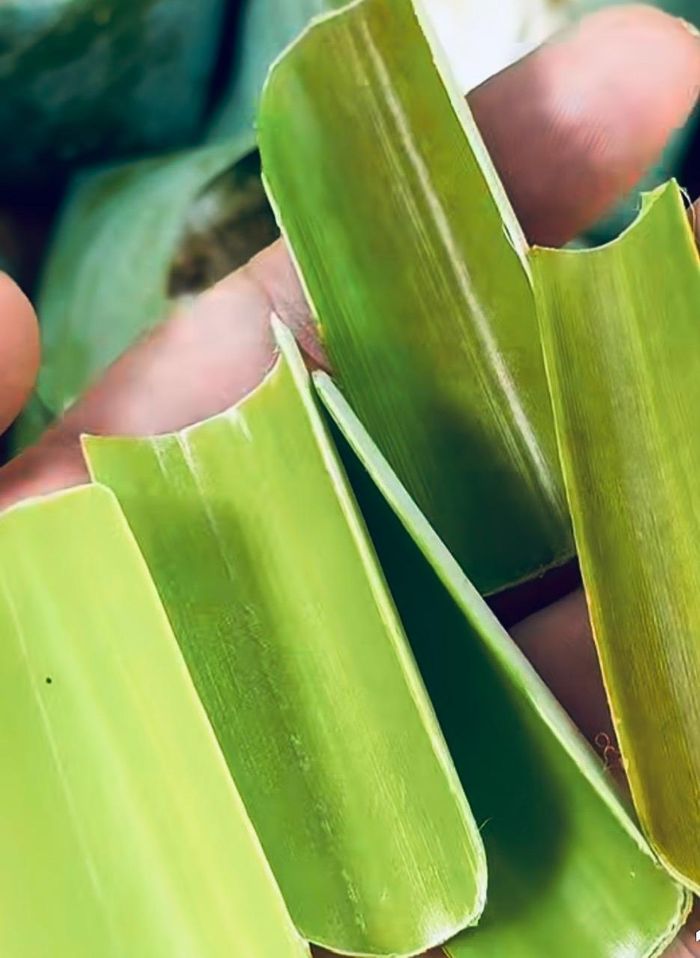 Những chiếc muỗng ăn xôi được làm nên từ lá dứa hoặc lá dừa non.