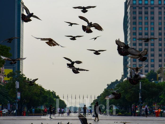 Sài Gòn không bao giờ phụ lòng những ai yêu nó bằng một trái tim chân thành, tôi tự nhủ như thế khi nhìn ngắm những chú bồ câu tung cánh.