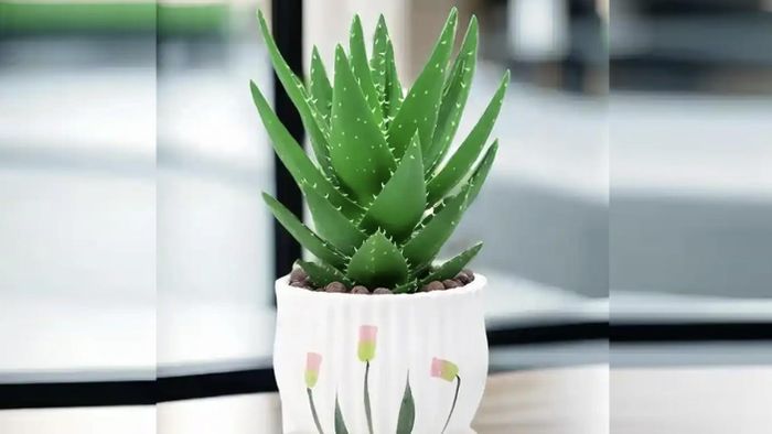 Bên cạnh cây lưỡi hổ, bạn có thể trồng nha đam, vừa có khả năng lọc không khí, vừa là nguyên liệu giúp làm đẹp da. Ảnh minh họa