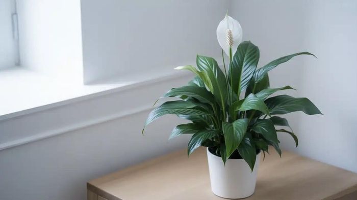 Cây lan ý không chỉ có khả năng lọc không khí mà còn giúp không gian sống trở nên tinh tế hơn. Ảnh minh họa