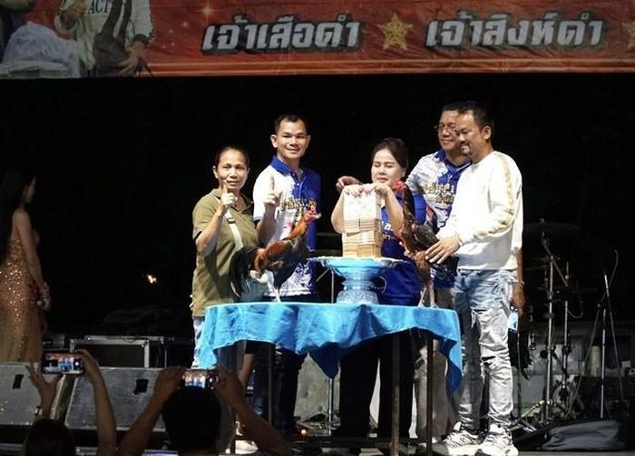 Những con gà trống giống nổi bật không chỉ phục vụ thi đấu mà còn được sử dụng để nhân giống và phát triển các dòng mới, tạo nên nguồn thu đáng kể cho người chăn nuôi. Ảnh: Khaosod