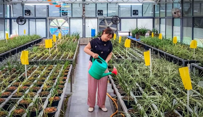 Khi mô hình đi vào ổn định, Hứa Thúy Lâm không giữ riêng kinh nghiệm mà xây dựng mô hình "hợp tác xã + nông hộ". Ảnh: Sohu