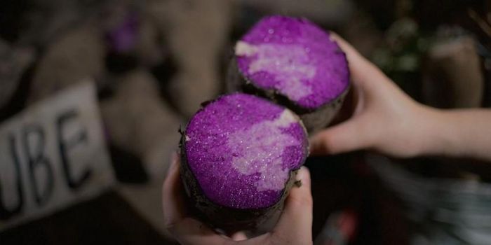 Kim ngạch xuất khẩu ube và các sản phẩm chế biến từ ube đạt 3,25 triệu USD trong năm 2025, tăng khoảng 20% so với năm trước
