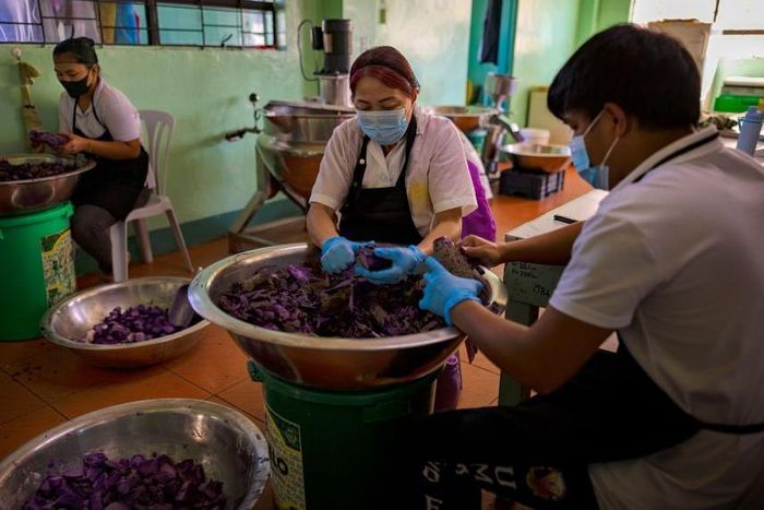 Có thời điểm nông dân bán ube với giá khoảng 60 peso/kg, cao gấp 3 lần so với mức 20 peso/kg trước đây