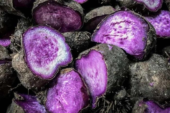 Các viện nghiên cứu tại Philippines đang phát triển kỹ thuật nhân giống nhanh, mở rộng nguồn giống và giới thiệu các giống có thể trồng ngoài khung thời vụ truyền thống