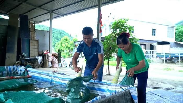 Từ đầu vụ đến nay, HTX dịch vụ tổng hợp Hải Nam, xã Quy Mông thu mua được gần 10 tấn măng tươi.