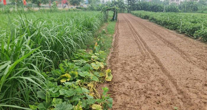 Xã đảo có thế mạnh về trồng trọt và chăn nuôi nên việc xây dựng đường nội đồng, hệ thống tưới tiêu rất quan trọng. Ảnh: Minh Khuê