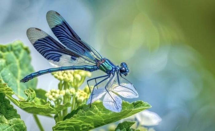 Người sinh vào giờ Dậu Âm lịch thường tích lũy được thành quả đáng kể khi bước vào trung niên. Ảnh minh họa