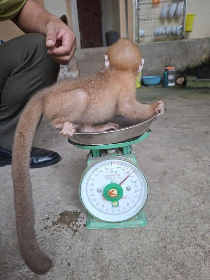 Cá thể voọc còn non nặng khoảng 0,4kg được lực lượng kiểm lâm kiểm tra, cân trọng lượng trước khi bàn giao cho đơn vị cứu hộ.