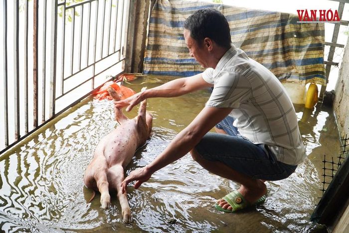 Ông Hảo xót xa nhìn lợn trong chuồng bị chết vì ngập nước