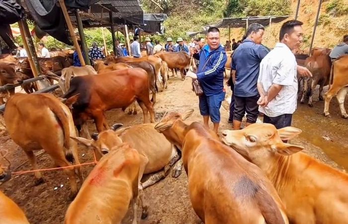 Chợ gia súc lớn nhất miền núi phía Bắc sẽ hoạt động trở lại kể từ ngày 2.7