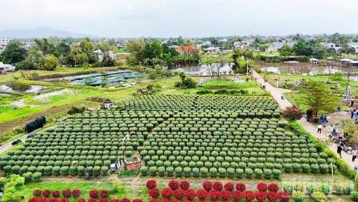 Một góc làng hoa Hà Đông, phường Điện Bàn Bắc vào vụ Tết.