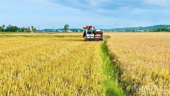 Trong vụ Đông Xuân 2025-2026, toàn phường Điện Bàn Bắc gieo trồng hơn 2.317ha cây trồng các loại, đạt gần 46% kế hoạch năm.