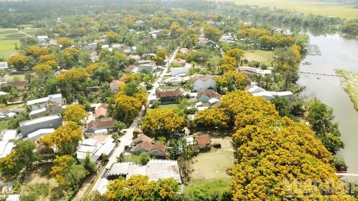  Một góc làng sinh thái Hương Trà, phường Hương Trà, thành phố Đà Nẵng mùa hoa sưa nở. 