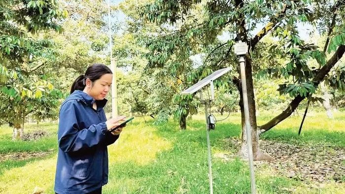Chăm sóc vườn sầu riêng thông qua thiết bị cảm biến tại xã Krông Pắc, tỉnh Đắk Lắk. (Ảnh: MINH ANH)