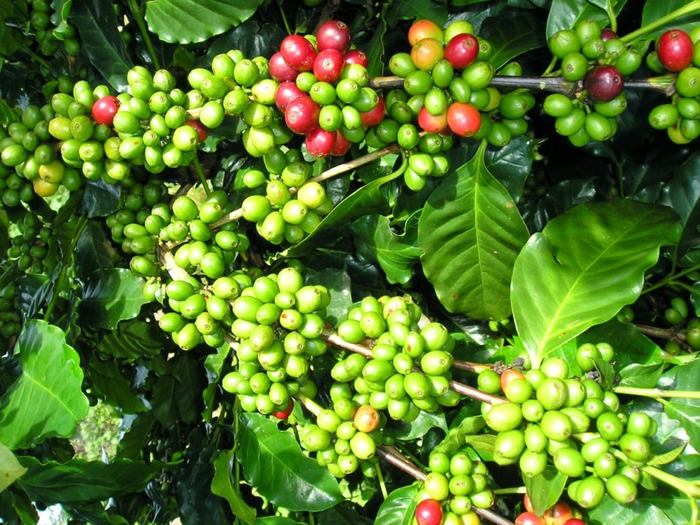 Giá cà phê trong nước ghi nhận giảm. Ảnh minh họa: thuonghieucongluan.com.vn