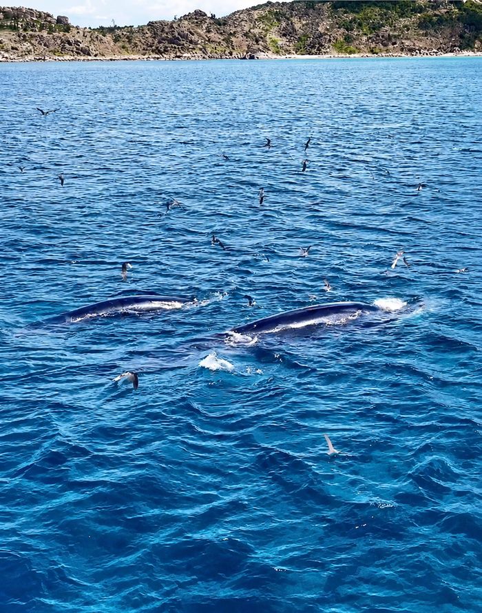 Mẹ con cá voi xuất hiện săn mồi ngay sát bờ biển
