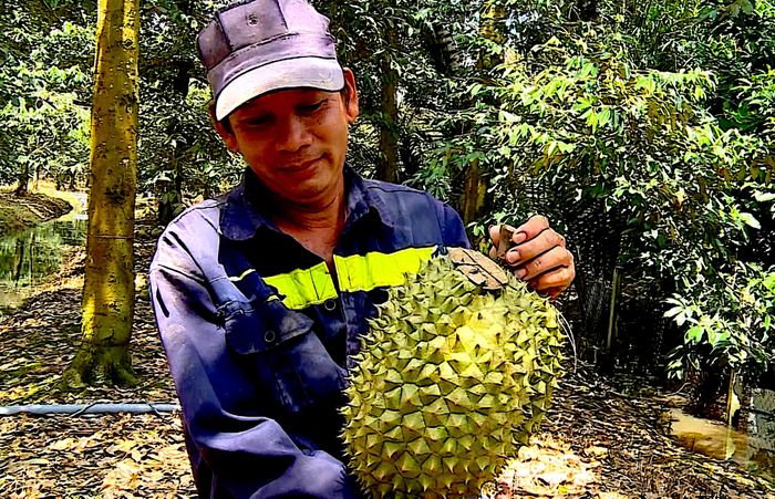 Sầu riêng là một trong những cây trồng chủ lực phục vụ xuất khẩu của Đồng Tháp