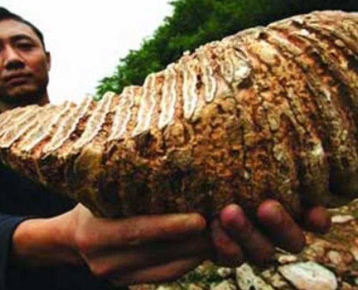Một mảnh xương hóa thạch hình lưỡi liềm khổng lồ nặng 2kg đã được khai quật trong quá trình tìm kiếm. Ảnh: @China.org.
