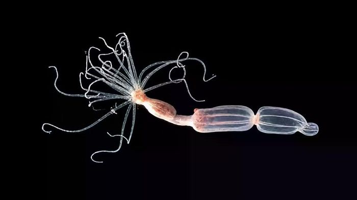 Hải quỳ Nematostella vectensis giúp các nhà khoa học phát hiện ra cơ chế kháng virus "ngược đời".