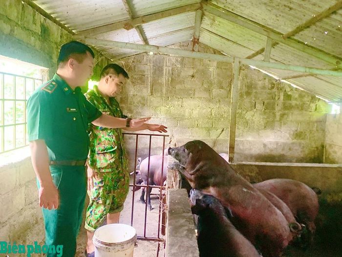 Mô hình nuôi lợn đen bản địa tại Đồn Biên phòng Tùng Vài. Ảnh: Hoàng Chính