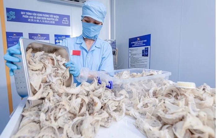Năm 2025, sản lượng tổ yến toàn tỉnh đạt hơn 19 tấn và mang lại giá trị kinh tế trên 450 tỷ đồng