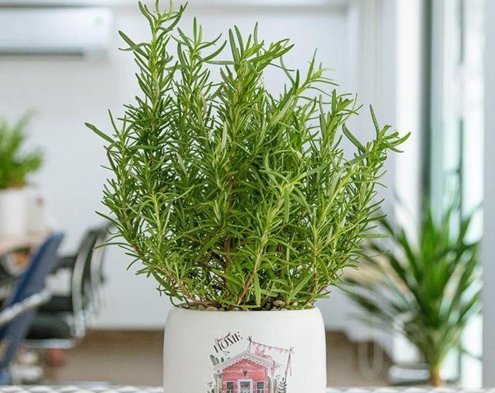 Hương thảo - loài cây xinh xắn không chỉ làm đẹp mà còn được xem như "trợ thủ" giúp tăng cường trí nhớ và sự tập trung.