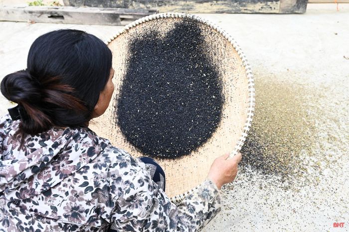 Bà Nguyễn Thị Thanh (thôn Chu Lễ, xã Hương Phố) chia sẻ: "Vừng chịu hạn rất tốt, dù thời tiết năm nay nhiều nắng hạn nhưng cây vẫn đậu quả, chắc hạt. So với một số cây trồng khác, trồng vừng chi phí đầu tư thấp hơn mà hiệu quả kinh tế vẫn khá".