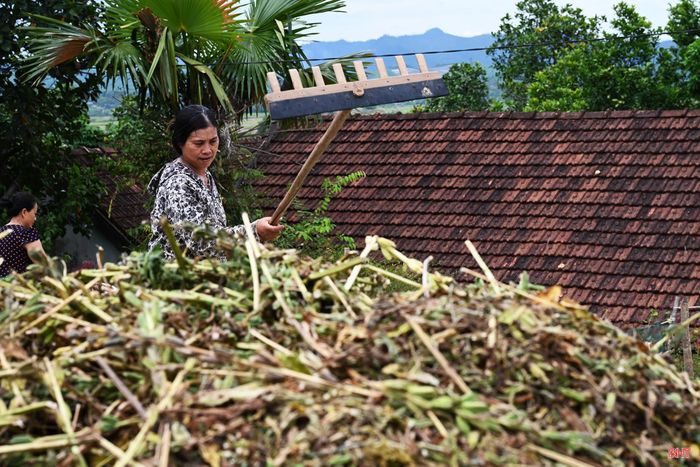 Vừng sau khi thu hoạch sẽ được phơi khô để tách hạt. Đây là công đoạn vất vả, tốn nhiều công sức.
