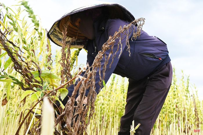 Sau hơn 2 tháng gieo trồng, khi phần lớn lá đã rụng, quả chuyển vàng và bắt đầu khô, người dân bước vào vụ thu hoạch. Để tránh cái nắng gay gắt, công việc thường bắt đầu từ sáng sớm.