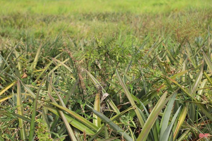 Diện tích dứa tại thôn Lạc Thọ kém phát triển, cỏ dại nhiều.