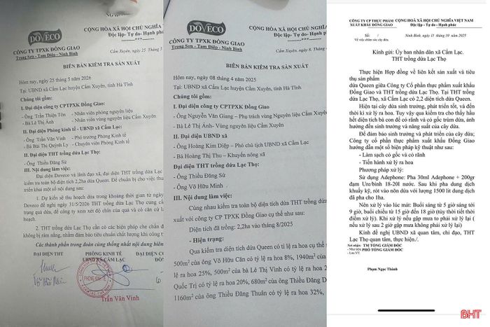 Trong quá trình triển khai mô hình, doanh nghiệp cũng đã thường xuyên cử cán bộ kỹ thuật bám sát cơ sở, hướng dẫn và đôn đốc các hộ dân thực hiện đúng quy trình chăm sóc.