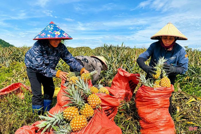 Thực tế cho thấy, để cây dứa trở thành cây trồng hàng hóa hiệu quả và phát triển bền vững, việc lựa chọn vùng sản xuất phù hợp, tuân thủ quy trình kỹ thuật và thực hiện nghiêm các cam kết trong hợp đồng liên kết là những yếu tố mang tính quyết định.