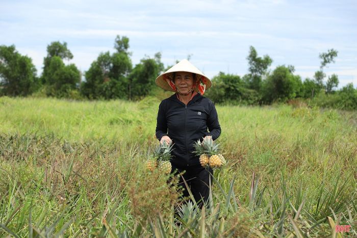 Bà Võ Thị Anh (thôn Hoa Thám) thu hoạch diện tích dứa của gia đình.