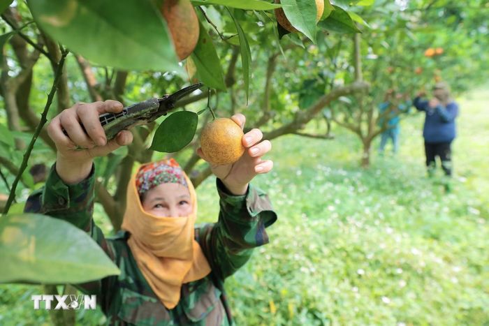 Hợp tác xã 3T nông sản Cao Phong nâng cao giá trị nhờ ứng dụng khoa học công nghệ. (Ảnh: Lê Đông/TTXVN)