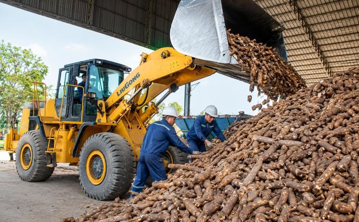Xăng E10 có cơ hội biến cây sắn thành "mỏ vàng" của nền kinh tế xanh.