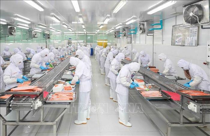 Dây chuyền chế biến cá hồi sushi xuất khẩu của Cofidec chủ yếu vào thị trường Nhật Bản. Ảnh: Phan Phương/TTXVN