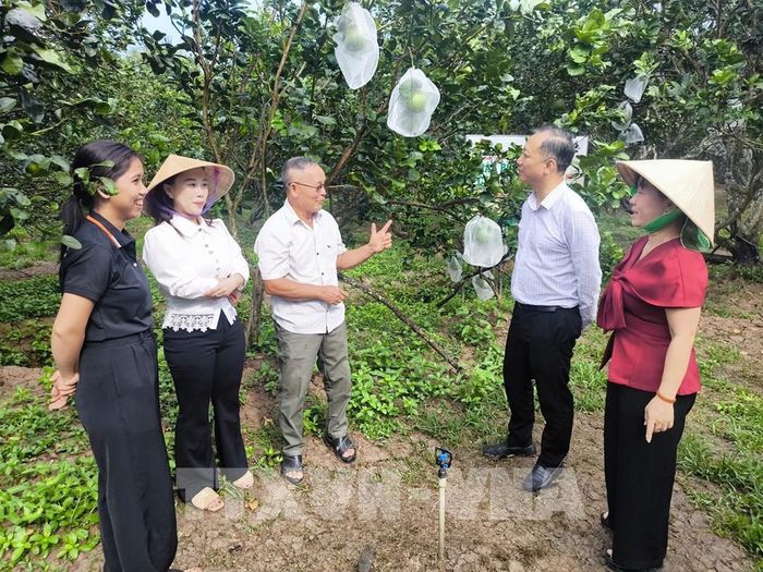 Nông dân Vĩnh Long đang từng bước mở rộng diện tích vùng chuyên canh, chuẩn hóa quy trình sản xuất, đưa cây bưởi da xanh phát triển bền vững, mang lại sự trù phú cho dải đất ven sông Cửu Long. Ảnh: Huỳnh Phúc Hậu - TTXVN