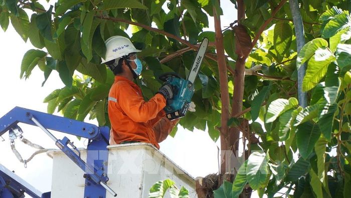 Nhân viên Điện lực Đồng Tháp cắt tỉa cây xanh, bảo vệ hành lang an toàn lưới điện trong mùa mưa bão. Ảnh: Nhựt An - TTXVN