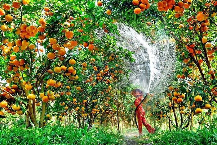 Vườn cây trĩu quả khiến ai cũng thích mê