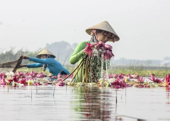 Cảnh đẹp mùa nước nổi Đồng Tháp. Ảnh: báo Long An