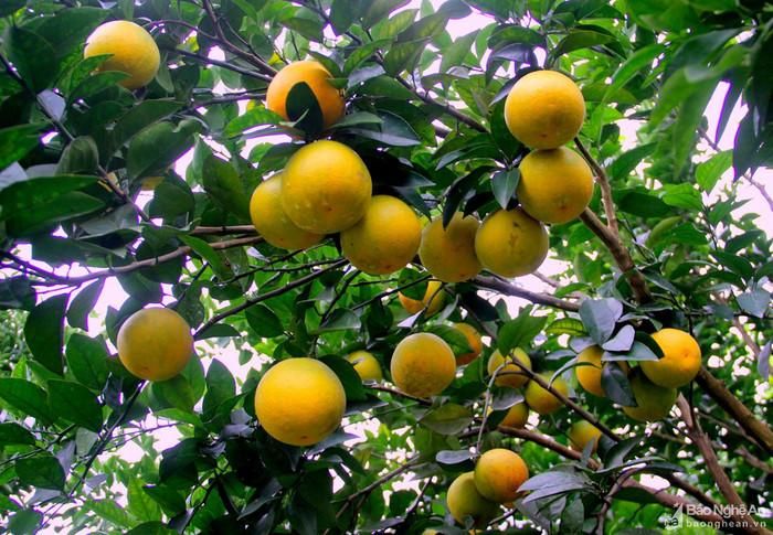 Ảnh: Báo Nghệ An