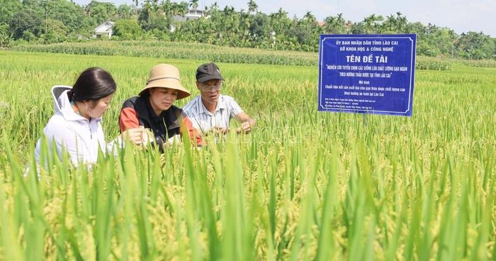 Các chuyên gia nghiên cứu trực tiếp trên cánh đồng
