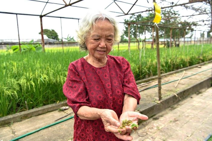 PGS.TS. Nguyễn Thị Trâm, nguyên Giảng viên cao cấp tại Học viện Nông nghiệp Việt Nam, nguyên Viện trưởng Viện Nghiên cứu cây trồng